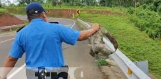 Foto: Gesto de oficial al ayudar a un perezoso cruzar la calle en el norte de Nicaragua