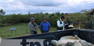 Operativo militar protege fauna y flora en Nicaragua