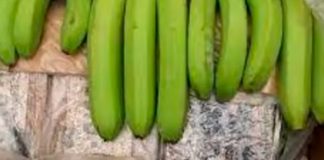 Foto: ¡Buenas bananas en Países Bajos! Millonario cargamento de droga oculto en plátanos/Cortesía