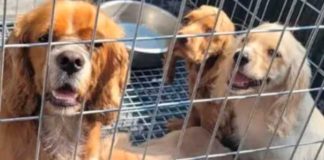 Foto: Operativo policial libera a 400 animales víctimas del tráfico ilegal en España/Cortesía