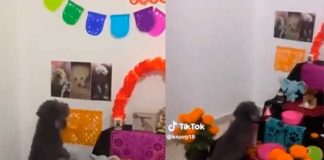 Foto: VÍDEO: perrito se conmueve al ver el altar de muertos que le hicieron a su mamá en México/Cortesía