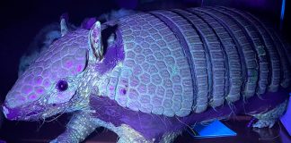 Mamíferos fluorescentes sorprenden a científicos en el Día Mundial de los animales