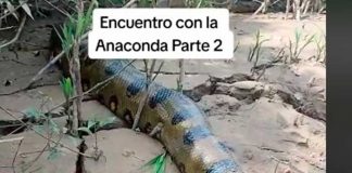 "Enorme y terrorífico" Anaconda asusta a turistas en Perú (Video)