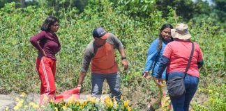 Foto: Finca de tecnología agropecuaria fortalecerá la producción en el Caribe Norte/TN8