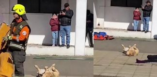 Foto: Perrito Estrella: ¡Firulais Rescata el Simulacro! / Cortesía