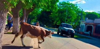 Foto: ¡La hazaña de la vaca intrépida! Motociclista es embestido en Medellín/Cortesía