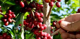 Foto: Producción de café en Nicaragua