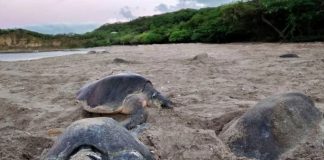 Foto: Saqueo de huevos de tortugas en La Flor, San Juan del Sur