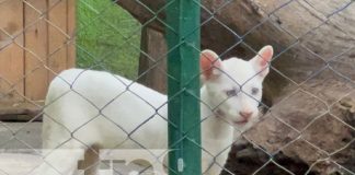 Foto: Zoológico Thomas Belt abre sus puertas para apreciar al bello pumita albino / TN8