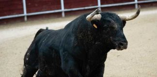 Foto: Torero lesionado tras ser corneado por un toro en Ometepe / Cortesía