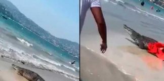 Aparece cocodrilo en la playa y causa pánico entre los turistas