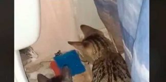 Foto: Gatos acorralan a un ratoncito /cortesía