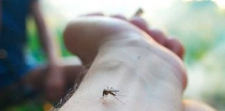 Foto: ¡Alarmante epidemia! Dengue causa 89 muertes y miles de casos en Guatemala/Cortesía