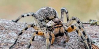 Araña lobo muerde a hombre y una de sus crías le comía el pie