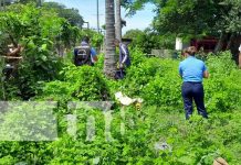 Foto: ¡Un coco que le costó la vida! Ciudadano muere al caer de una palmera en Granada/TN8