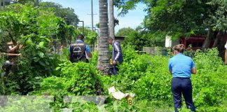 Foto: ¡Un coco que le costó la vida! Ciudadano muere al caer de una palmera en Granada/TN8