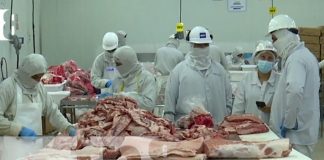 Foto: El sector porcino en Nicaragua se convierte en un pilar de la industria alimentaria/TN8