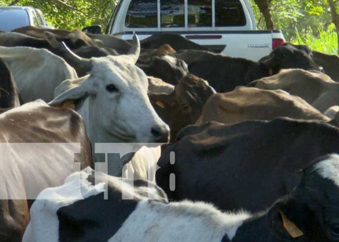 Foto: Capacitación del INTA sobre ganado bovino / TN8