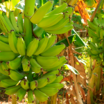 Foto: Aumenta la producción de plátano en los últimos 5 años /Cortesìa