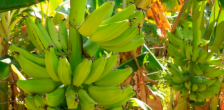 Foto: Aumenta la producción de plátano en los últimos 5 años /Cortesìa