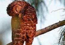 Foto: ¿Caza de cárabos para conservar a la lechuza? /cortesía