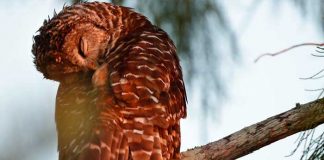 Foto: ¿Caza de cárabos para conservar a la lechuza? /cortesía