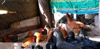 Foto: Gallinas de patios a buen precio en comunidades de Diría y Diriomo / TN8