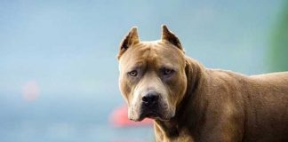 Un furioso pitbull acabó con la vida de una anciana en Granada