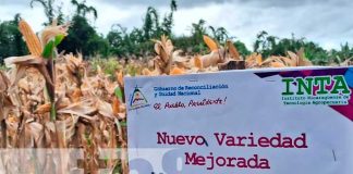 Foto: ¡Innovación agropecuaria! Dos nuevas variedades de maíz para productores/TN8