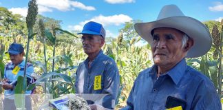 Foto: Implementan nueva variedad de sorgo forrajero en Madriz / TN8