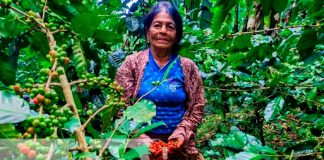 Foto: ¡Isla de Ometepe! Un edén cafetalero reconocido a nivel mundial/TN8