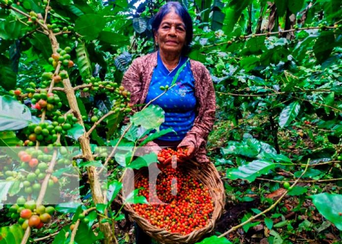 Foto: ¡Isla de Ometepe! Un edén cafetalero reconocido a nivel mundial/TN8