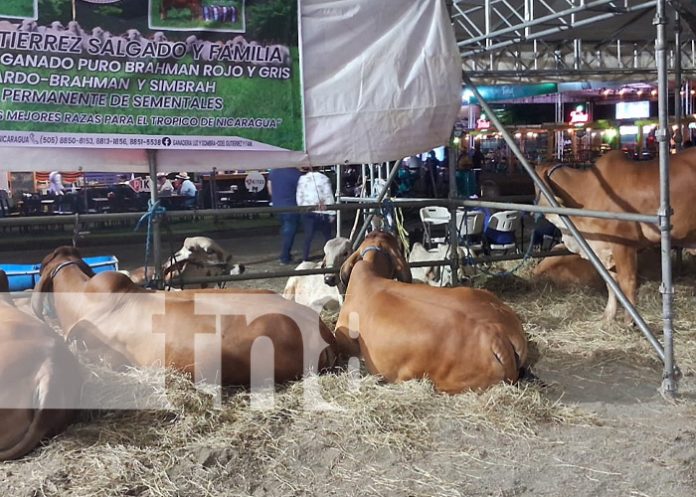 Feria Ganadera Navidad 2023 atrae a multitudes y supera expectativas