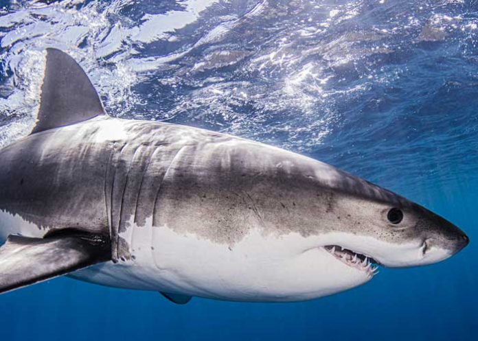 Muere por ataque de tiburón en una playa de México 