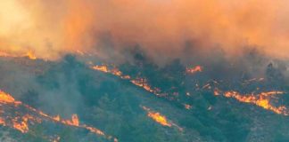 Aumenta riesgo de incendios forestales en Australia por alerta de calor extremo