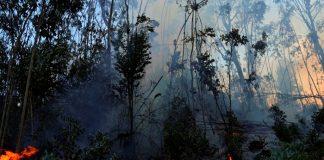 Foto: Colombia se encuentra en estado de “Desastre Nacional” por los incendios forestales/Cortesía