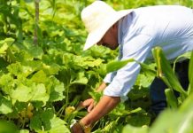 Foto: ¡Boom Económico en Nicaragua! Un desarrollo notable impulsa el futuro del país / Cortesía