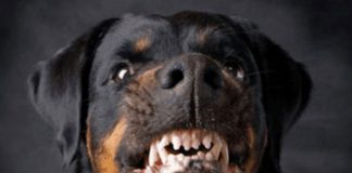 Foto: Agresividad de los rottweiler