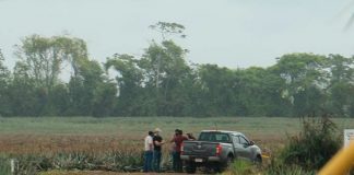 Foto: ¡Misterioso crimen! Encuentran un cuerpo sin vida en una Piñera de Costa Rica/Cortesía