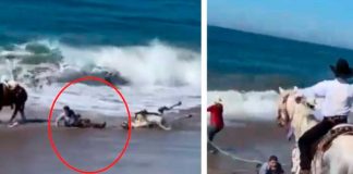 Caballos y sus jinetes por poco se ahogan arrastrados por el mar (Video)