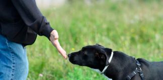 Foto: Perros detectan Parkinson /cortesía