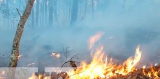 Foto: Estelí fortalece la protección forestal con lanzamiento del plan prevención de incendios/TN8