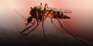 Nicaragua presenta menos contagios en Dengue, Neumonía y Leptospirosis