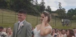 Vaca se opone a una boda en Francia y el video se hace viral