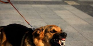 En condición crítica tras ser atacado por perro en Costa Rica