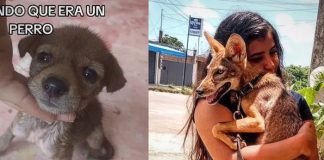 Rescata a un coyote creyendo era un perrito, su historia es viral