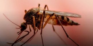 Se confirman menos contagios de Leptospirosis y Dengue en Nicaragua