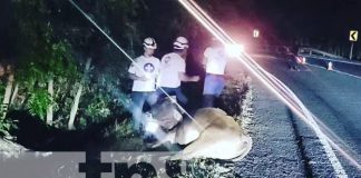 Foto: Un motociclista fallecido y otro lesionado al impactar contra un semoviente en Nueva Segovia/TN8