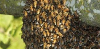 ¿Cómo llegaron las abejas africanizadas que están matando en Centroamérica?