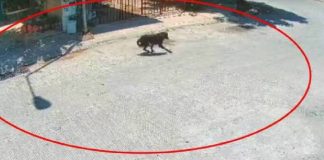 ¡Enfurecidos! Hombre amputa con machete la patita de un perro (Video)